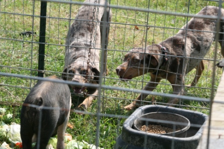 Belle and sister on pig