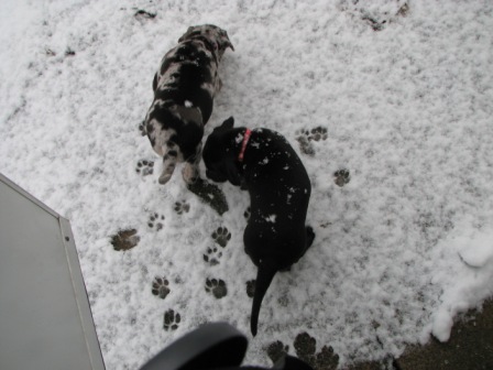 snow prints