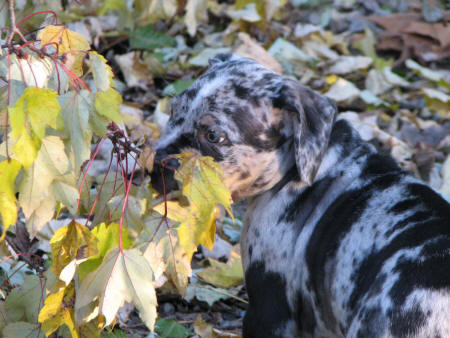 Shiner leaves