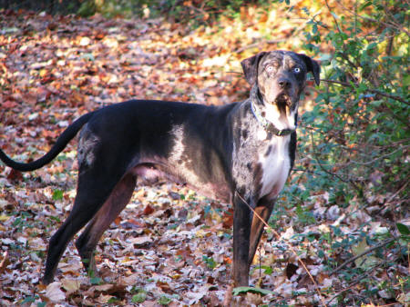 Chase