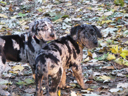 Remmy and Shiner