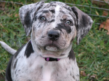 Shiner