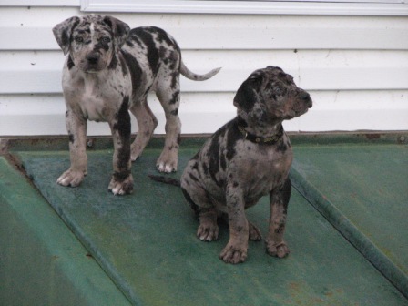 The boys