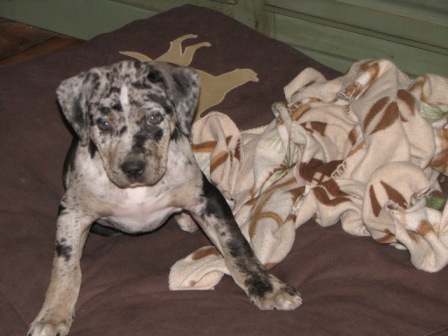 Shiner bed