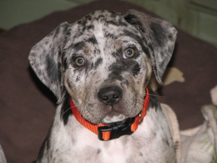 shiner collar