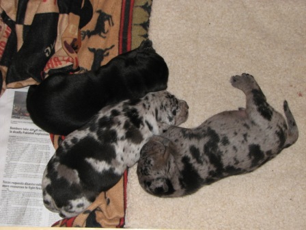 Puppy trio
