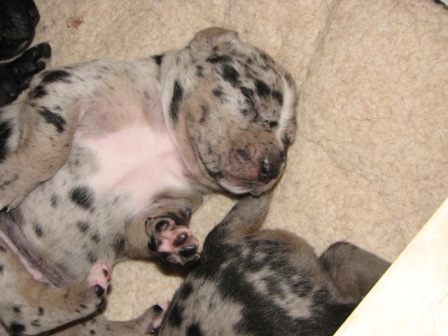 Wyatt Belly
