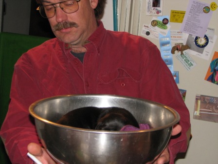 weighing puppies