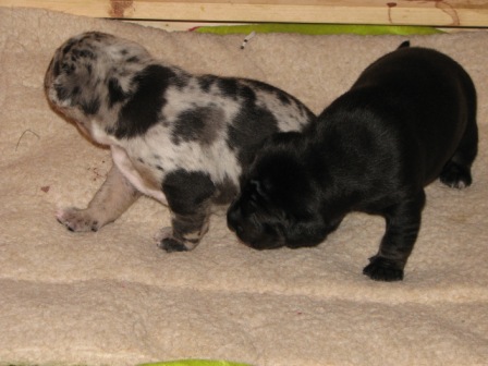 Wyatt and Dig-it