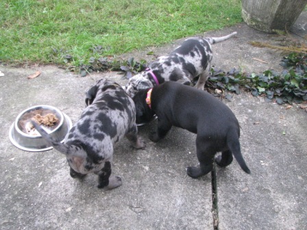 Dinner, three