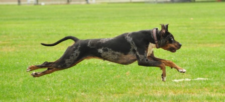 Lure Coursing