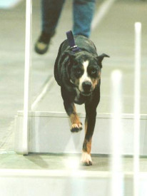 Flyball   Jetta's Indigo Blue